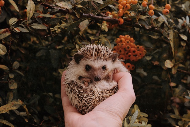 Hedgehog